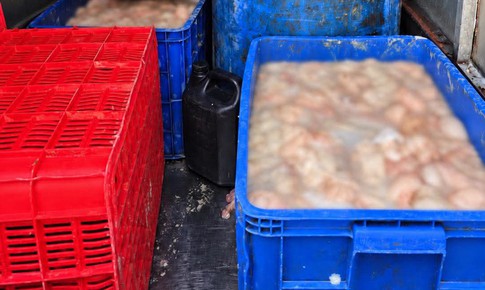 Ô tô chở 820kg lòng lợn bốc mùi hôi thối ở Phú Thọ