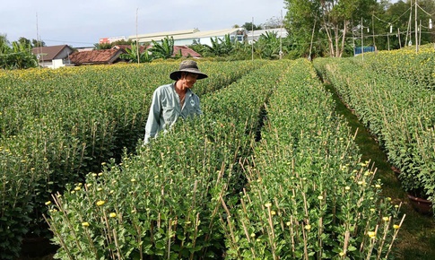 Ở nơi gần 30.000 chậu hoa cúc Tết chưa nở, thương lái đã đặt mua hết