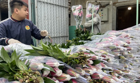 Cận Tết ở làng hoa Tây Tựu: Đơn hàng gấp 3-4 lần, người làm không kịp nghỉ