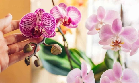 Giữ sắc xuân trọn vẹn: Cách chăm sóc hoa Tết để bền đẹp, tránh rủi ro đầu năm