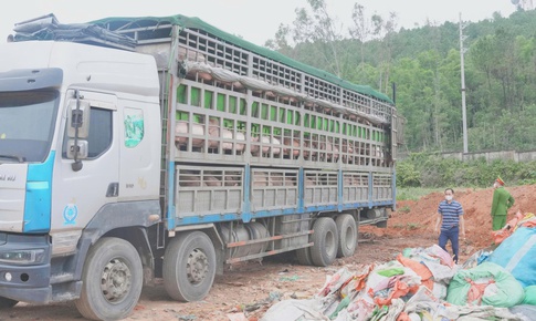 Ngăn chặn hơn 15 tấn lợn nhiễm dịch tả lợn châu Phi trước thềm Tết