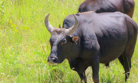 Ngắm đàn bò tót lai vạm vỡ sẵn sàng đón khách du xuân giữa núi rừng Khánh Hòa