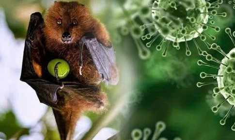 Ấn Độ ghi nhận ca tử vong do virus Nipah