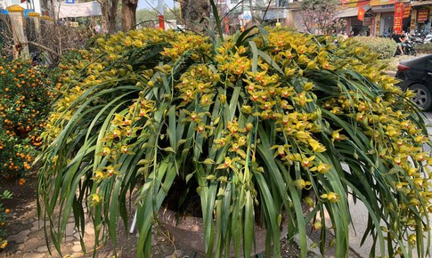 Những điều bí ẩn ít biết về loài hoa lan được mệnh danh 'giấc mộng vua Trần'