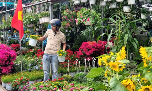 Người dân TPHCM nô nức trang hoàng nhà cửa, tất bật sắm mai, đào đón Tết