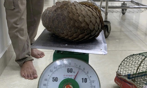 Gặp tê tê quý hiếm khi đi thả cua