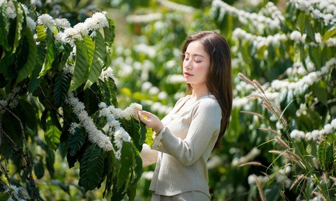 Mê mẩn mùa hoa cà phê ở Tây Nguyên