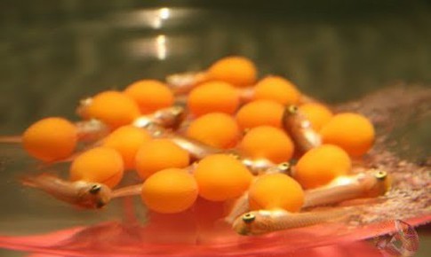 13 người nhập viện sau ăn trứng cá cảnh, Bộ Y tế yêu cầu làm rõ nguyên nhân gây ngộ độc