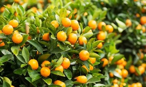 Dùng quả quất thế nào để phát huy lợi ích đối với cơ thể?