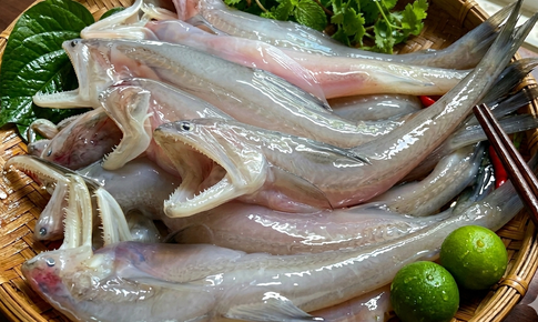 8 lợi ích sức khỏe bất ngờ của cá khoai