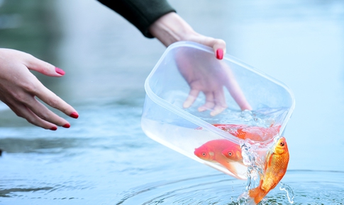 Ngày nào cúng ông Công ông Táo, dưới góc nhìn của chuyên gia phong thủy