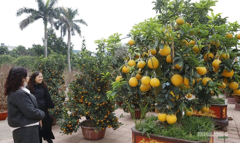 Bưởi vàng xuống phố, báo hiệu mùa Tết đã rất gần