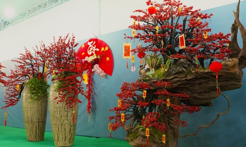 Tết Bính Ngọ: Đào đông nhập khẩu giá 'bỏng tay', người chơi tò mò