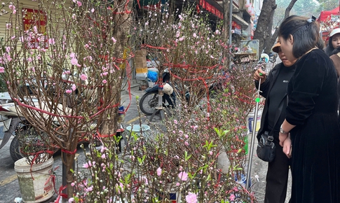 Tiểu thương buôn đào quất tất bật những ngày giáp Tết