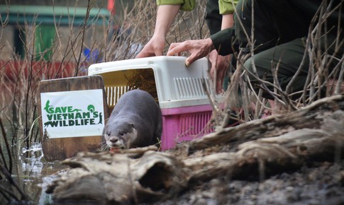 Tái thả nhiều động vật hoang dã quý hiếm về môi trường tự nhiên