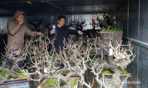 Đào 'tiến vua' Nhật Tân ngủ điều hòa chờ Tết