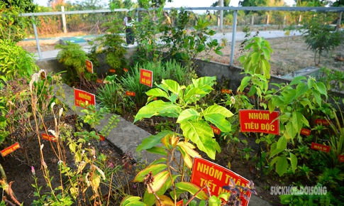 Những 'tủ thuốc xanh' giữa biển khơi