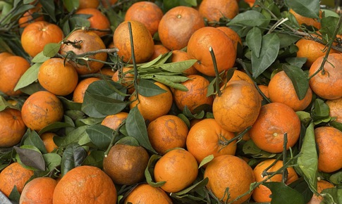 Quýt sim ‘xả’ đầy chợ, giá rẻ chỉ hơn chục nghìn đồng/kg dịp cận Tết Nguyên đán