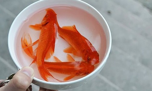 5 sai lầm cần tránh khi cúng ông Công ông Táo