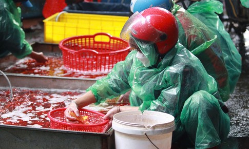 Loại cá chép nào được ưa chuộng trong lễ cúng ông Công, ông Táo?