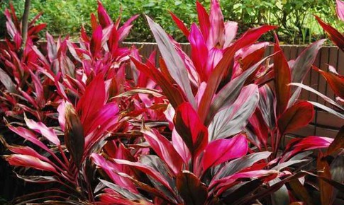 5 bài thuốc trị bệnh từ lá huyết dụ