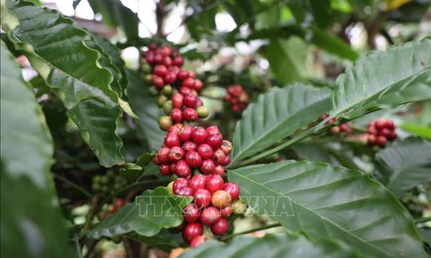 Nguồn cung tăng, giá cà phê và gạo đồng loạt chịu sức ép