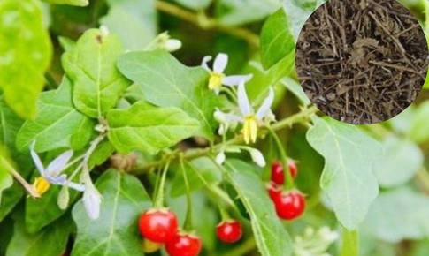 5 vị thuốc dưỡng gan vào mùa xuân