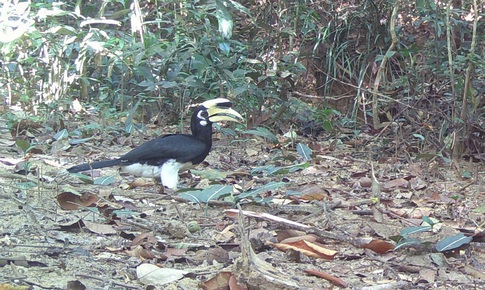 Phát hiện 2 loài động vật quý hiếm mới xuất hiện ở núi rừng Quảng Ngãi