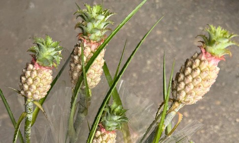 Vì sao dứa cảnh mini giá nửa triệu một bó vẫn được săn tìm?