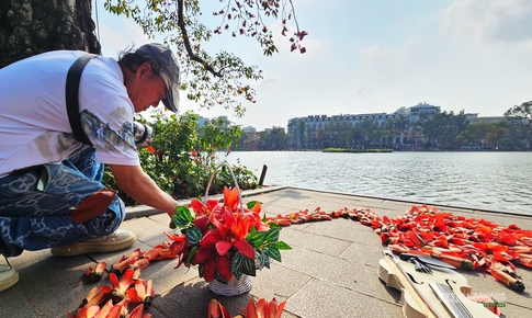 Hồ Gươm bừng đỏ mùa hoa gạo