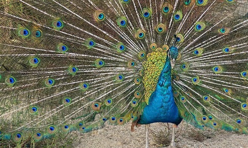 Hình ảnh thú vị về động vật quý hiếm tại nơi ‘hồi sinh’