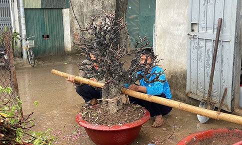 Hết Tết, đào đồng loạt 'lên sàn' thanh lý, nhà vườn tất bật thu mua