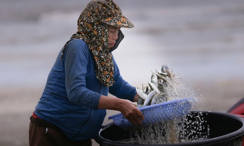 Ngư dân trúng đậm mỗi ngày nhờ loài cá giàu đạm