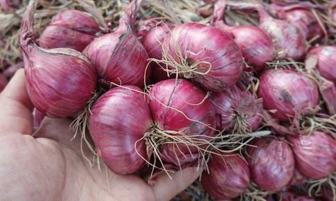 Giá hành củ giảm sâu, người dân đổ xô mua tích trữ: Bảo quản sao cho không bị hỏng?