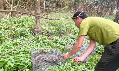 Đưa hàng loạt động vật quý hiếm trở lại rừng xanh