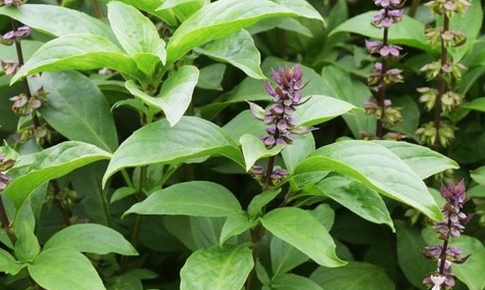 6 loại rau gia vị là 'kháng sinh tự nhiên' giúp diệt khuẩn, hạ acid uric hiệu quả