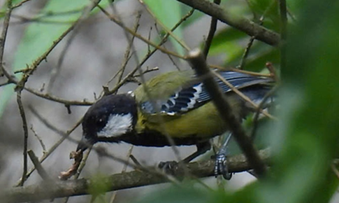 Hình ảnh nhiều loài chim quý hiếm chưa từng có trong danh mục loài ở khu vực Bắc Quảng Trị