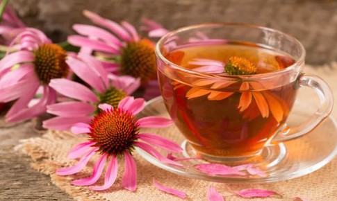 3 tác dụng phụ ít được biết khi dùng cúc tím kéo dài