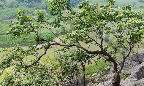 Cơn sốt cây Muội Hồng: Từ loài cây trên vách đá đến thú chơi ở bàn trà