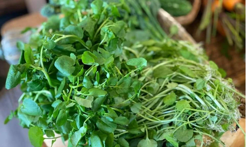 Loại rau từng bị coi như cỏ dại nhưng lại tốt cho gan