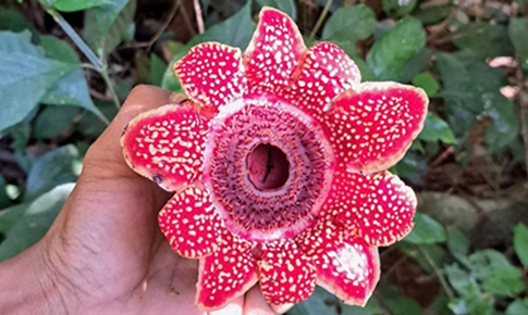 Loài thực vật quý hiếm, có nguy cơ tuyệt chủng cao vừa phát hiện tại Phong Nha có gì đặc biệt?