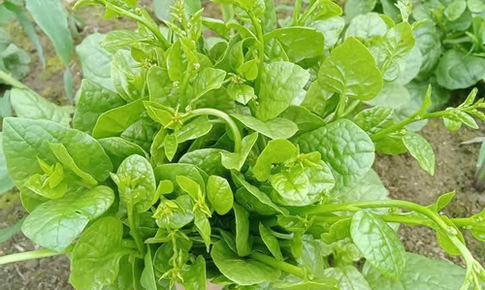 Giải nhiệt, nhuận tràng với rau mồng tơi