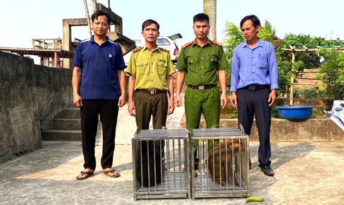 Bắt được hai cá thể khỉ quý hiếm đi lạc, người đàn ông vội giao nộp cho công an