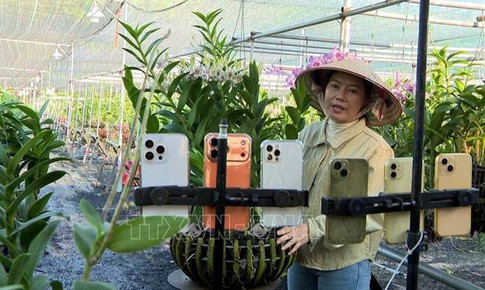 Trồng lan cảnh nghệ thuật cho lợi nhuận 2 tỷ đồng/năm