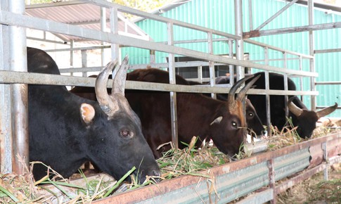 Cuốn hút với đàn động vật lai quý hiếm ở Việt Nam