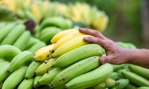 Chuối chín hay chuối xanh tốt hơn cho giảm mỡ?