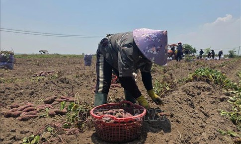 Cung vượt cầu, giá khoai lang tại Gia Lai giảm sâu