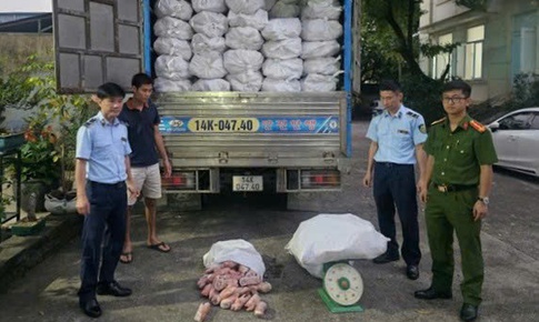 Ngăn chặn hơn 12 tấn chân lợn đông lạnh bốc mùi hôi ra thị trường