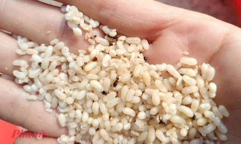 Ăn trứng kiến, người phụ nữ 63 tuổi bị sốc phản vệ