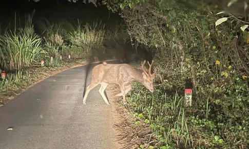 Giám đốc Vườn quốc gia chỉ ra những việc người dân cần làm khi gặp động, thực vật quý hiếm